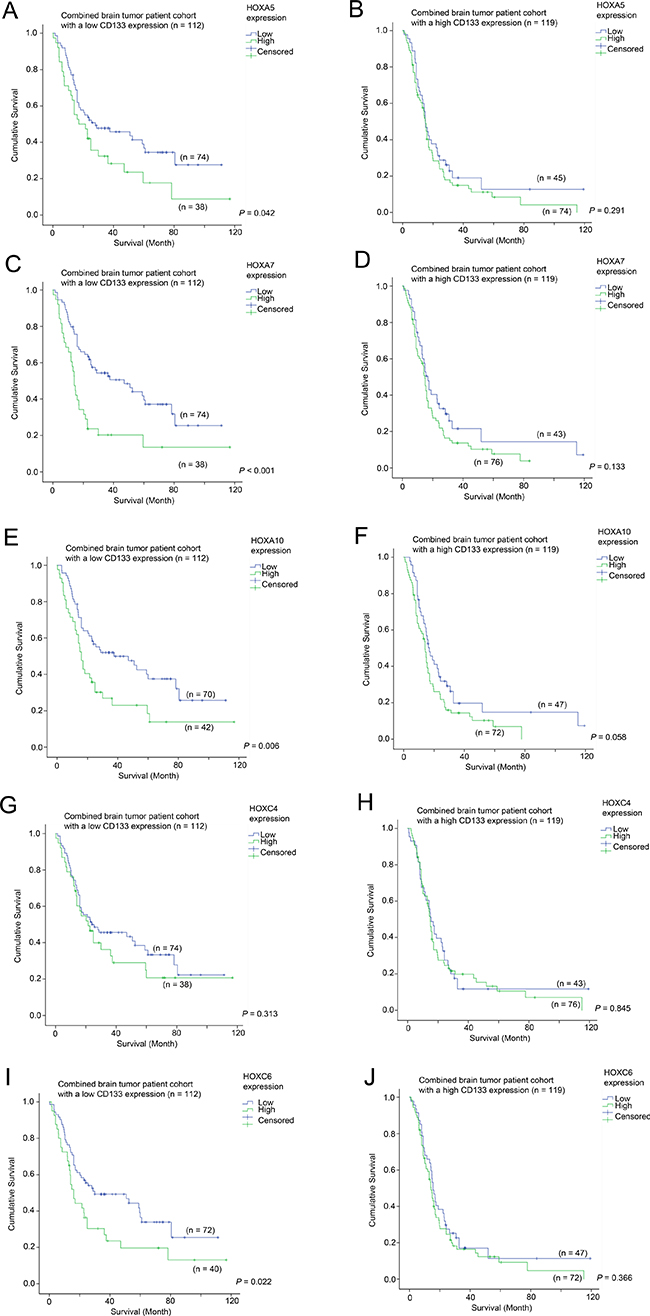 The association between mRNA expression of HOX genes and survival in glioma patients with different level of expression of CD133.