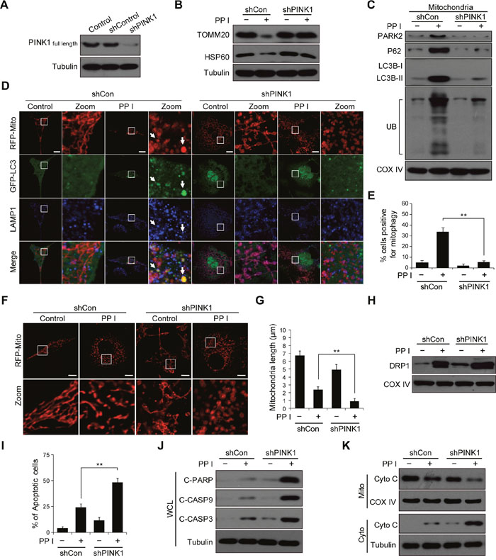 PINK1 knockdown combined with polyphyllin I treatment blocks mitophagy and increases mitochondrial fission and apoptosis.