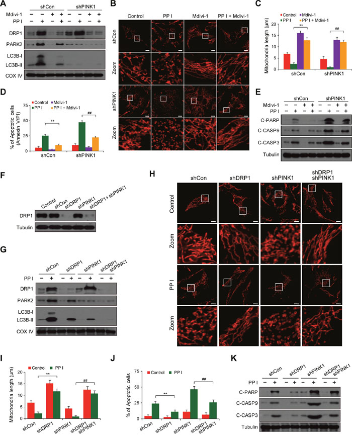 Suppression of DRP1 by mdivi-1 or shRNA blocks PINK1 depletion- and polyphyllin I-induced alterations in mitochondrial fission, mitophagy and apoptosis.