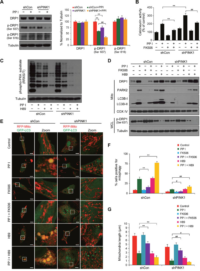 PINK1 depletion suppresses mitophagy and promotes mitochondrial fragmentation by dephosphorylating DRP1 at Ser637.