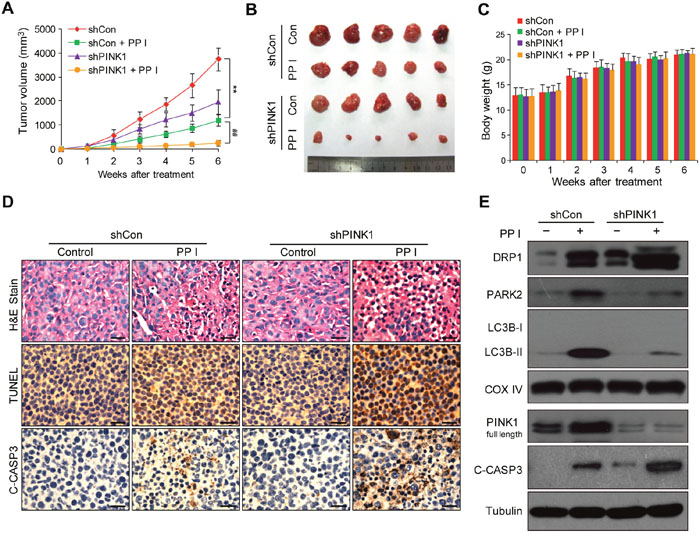 Polyphyllin I suppressed, and PINK1 knockdown further suppressed, tumor growth in a MDA-MB-231 xenograft model.