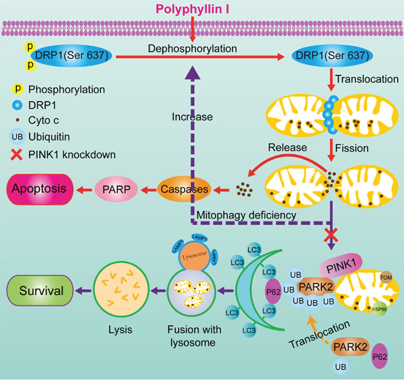 A proposed model for polyphyllin I-induced mitophagic and apoptotic cell death in human breast cancer cells.