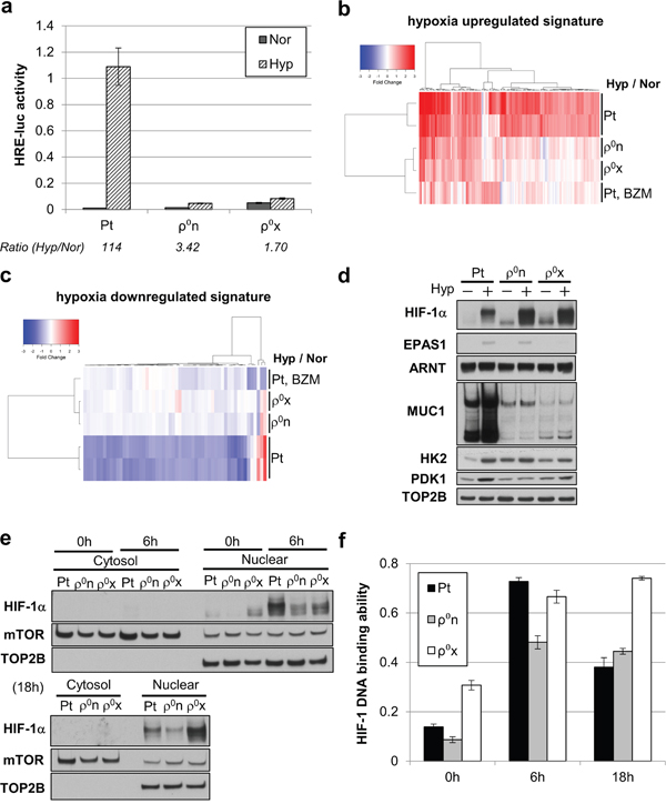 Mitochondria-enhanced HIF-1 transcriptional activity after HIF-1&#x03B1; stabilizing and translocating into the nucleus.