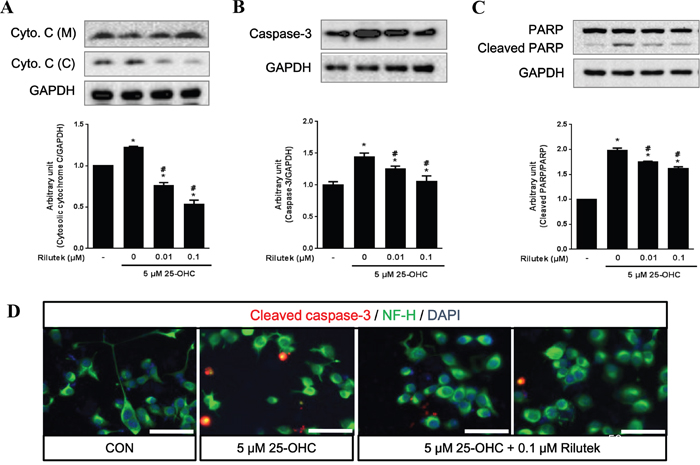 25-OHC-mediated cell death signaling and the effect of riluzole treatment on mSOD1 motor neuronal cells.