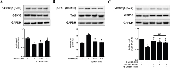 Inhibitory effects of riluzole on the 25-OHC-activated GSK3&#x03B2; pathway in motor neuronal cells.