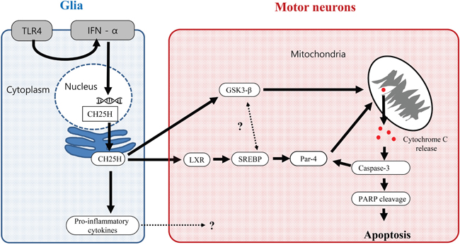 Proposed 25-OHC dependent signaling pathway contributing the motor neuronal death in ALS.