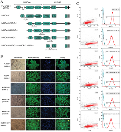 Design and identification of stable consistent expression of the MUC4/Y gene without or with domain-lacking.