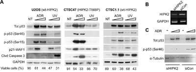 Endogenous HIPK2 (WT vs. T566P) response to ADR and UV.