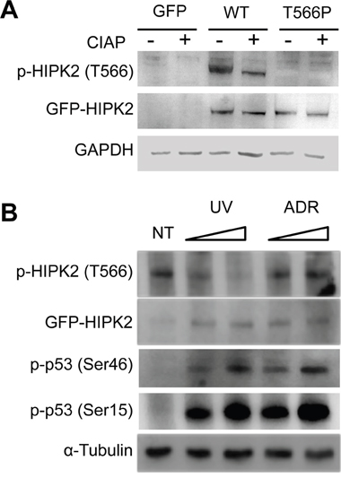 HIPK2-T566 phosphorylation analysis.