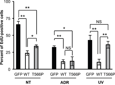 Comparison of the effects induced by UV and ADR treatments on wt HIPK2 and HIPK2-T566P overexpressing cells.