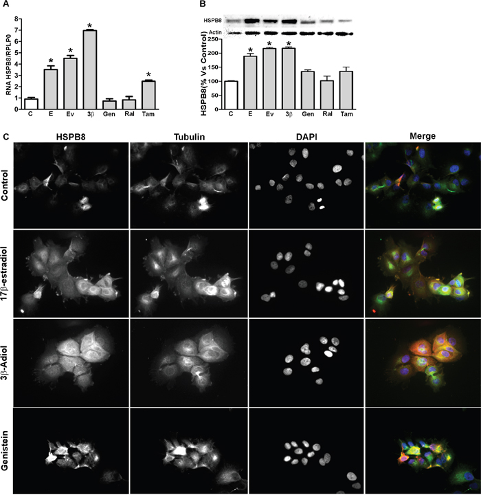 Expression of HSPB8 in MCF-7 cell line.