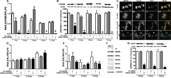 HSPB8 silencing and its effect on expression of ER&#x03B1; and ER&#x03B2;in MCF-7 cell line.