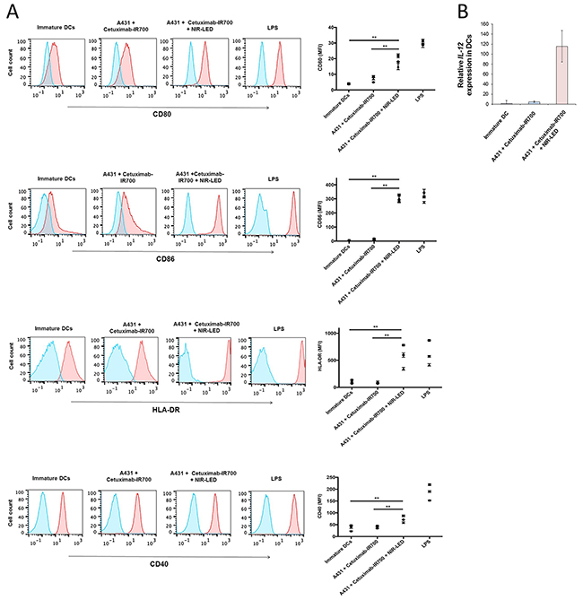 NIR-PIT induced ICD promoted maturation of co-cultured immature dendritic cells.