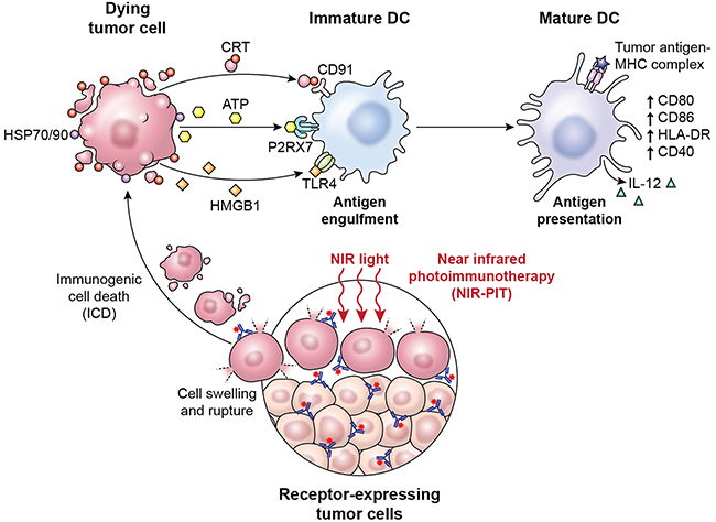 A scheme explaining the mechanism of NIR-PIT induced ICD.