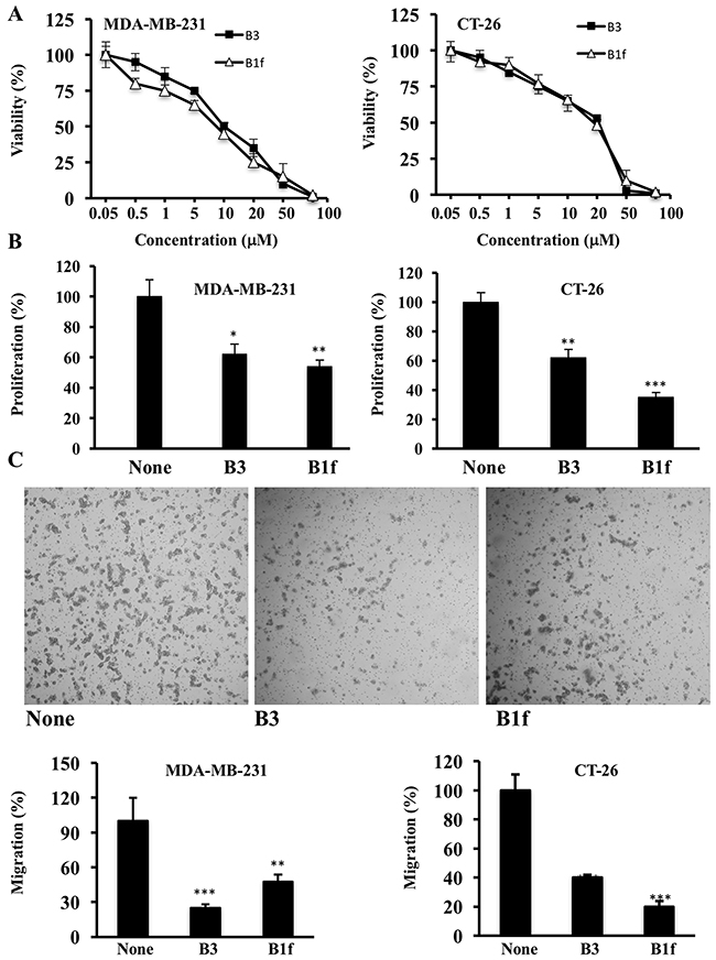 Effect of compounds B1f and B3 on tumor cell proliferation and invasion.