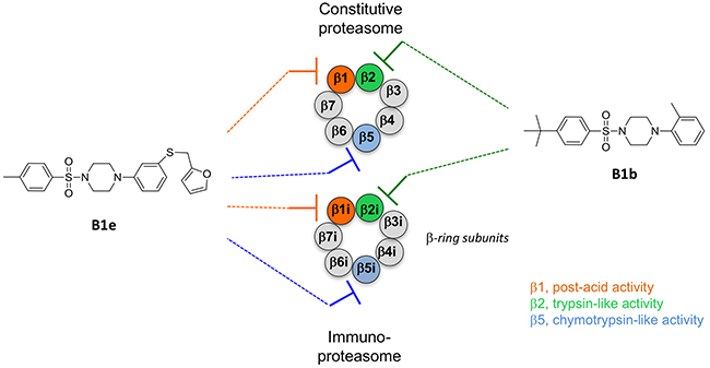 Schematic representation of the &#x03B2;-ring subunits of the cCP and iCP and their inhibition by representative sulfonyl piperazines.