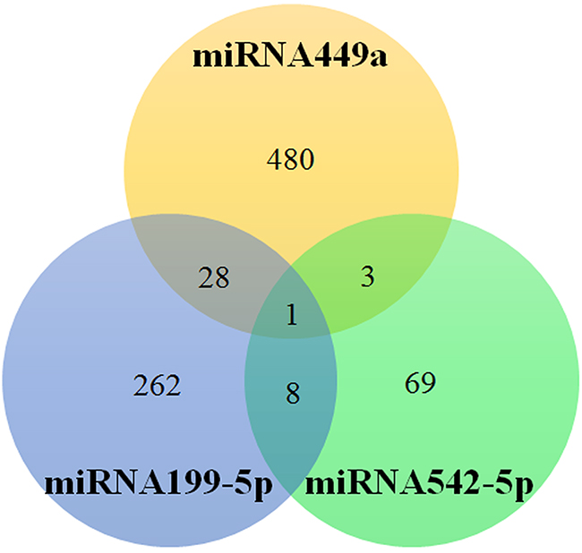 The number of target genes of miRNA449a, 199-5p and 542-5p.