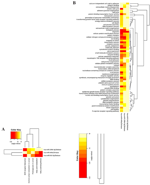 Heatmap of pathway analysis of miRNA449a, 199-5p and 542-5p by KEGG pathway A. and GO categories B.