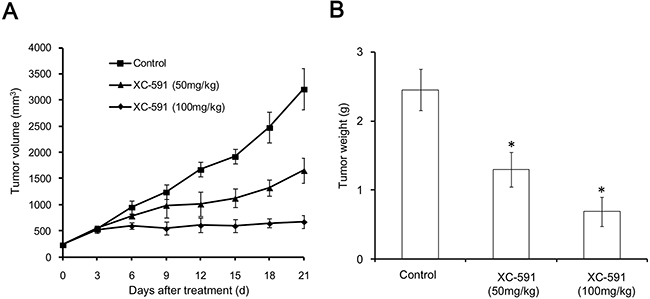 Anti-tumor effect of XC-591 in vivo.