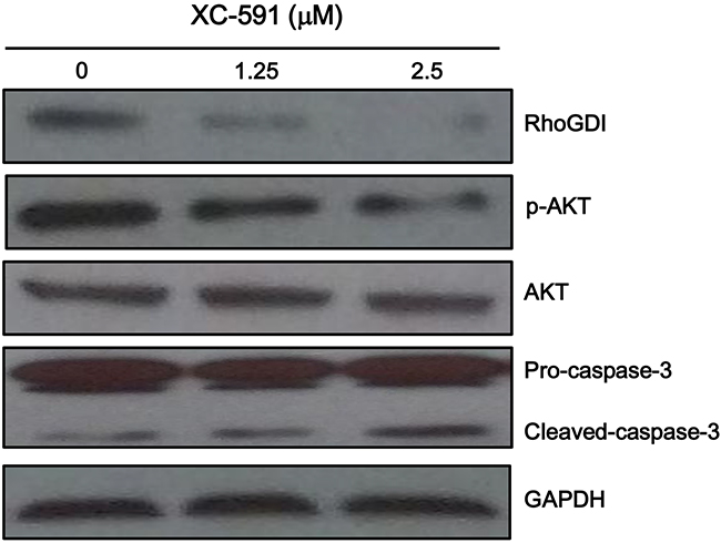 XC-591 inhibited RhoGDI, activated caspase-3 and reduced phosphorylated Akt.