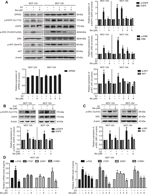 The effects of baicalein on E2-induced GPR30-mediated signal transduction and gene expression.