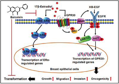 Illustration depicting the possible mechanism underlying the preventive effects of baicalein on the 17&#x03B2;-estradiol-induced transformation of breast epithelial cells.