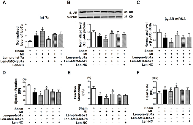 Inhibition of let-7a alleviated the downregulation of &#x03B2;1-AR and improved cardiac function in a rat model of CIHF.