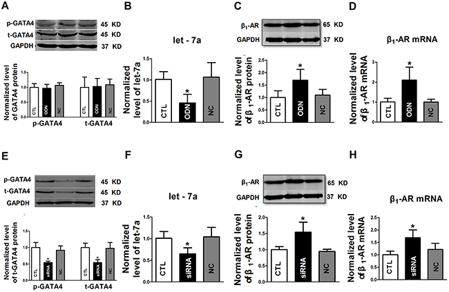 The regulatory effects of GATA4 on let-7a and &#x03B2;1-AR expression.