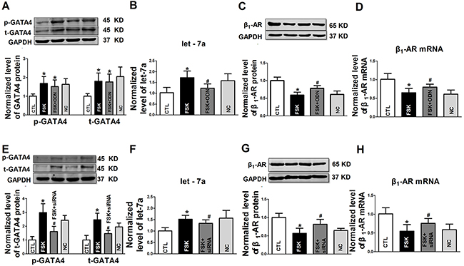 The role of GATA4 on cAMP activator forskolin in regulation in expression of let-7a and &#x03B2;1-AR in NRVCs.