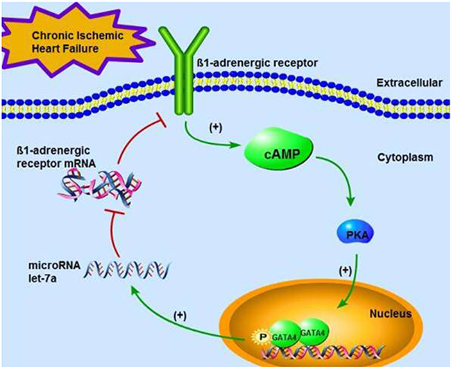 A schematic diagram illustrating the feedback circuit of the signaling pathway &#x03B2;1-AR&#x2014;cAMP&#x2014;PKA&#x2014;GATA-4&#x2014;let-7a&#x2014;&#x03B2;1-AR in CIHF.