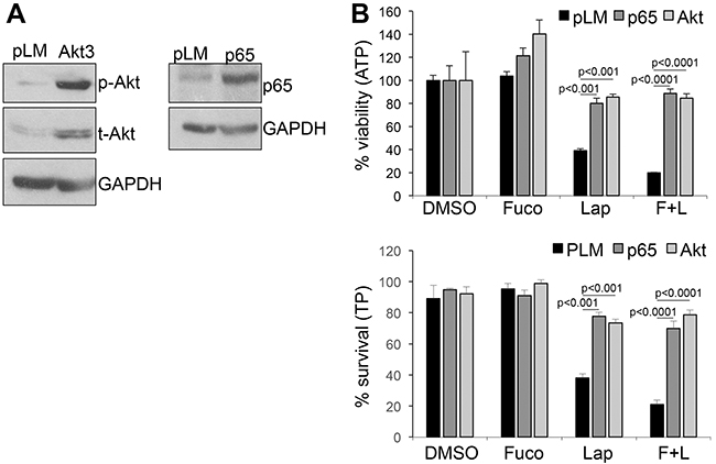 Over-expression of activated AKT and p65-NF&#x03BA;B rescues cell viability and survival.