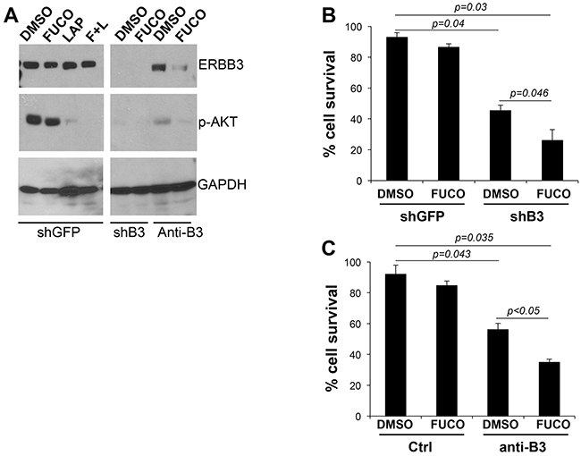 Fucoidan cooperates with specific inhibition of ERBB3.