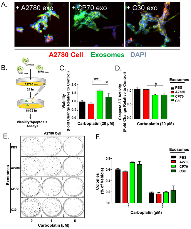 Exosome Transfer Corresponds with a Loss of Sensitivity to Platinum.