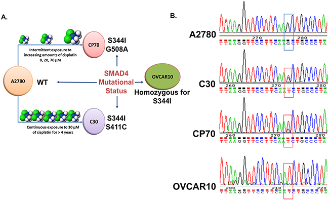Identification of SMAD4 mutations in EOC cell lines.