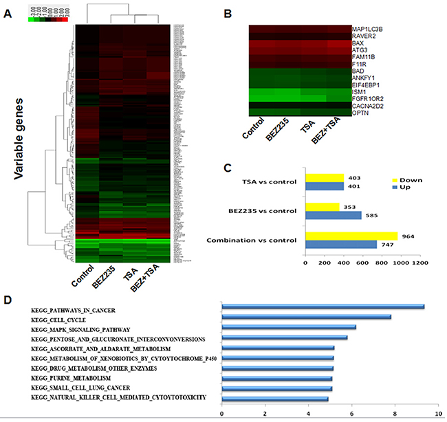 Genome-wide analysis of BEZ235 and/or TSA induced genes in MCF-7 cells.