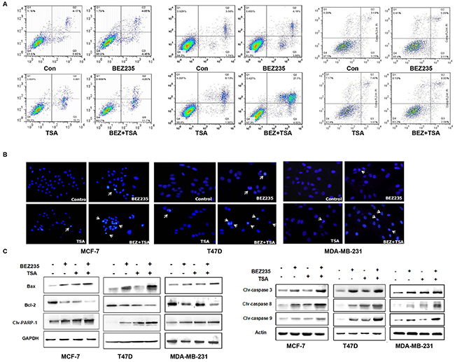 Co-treatment with BEZ235 and TSA synergistically induced apoptosis signaling.