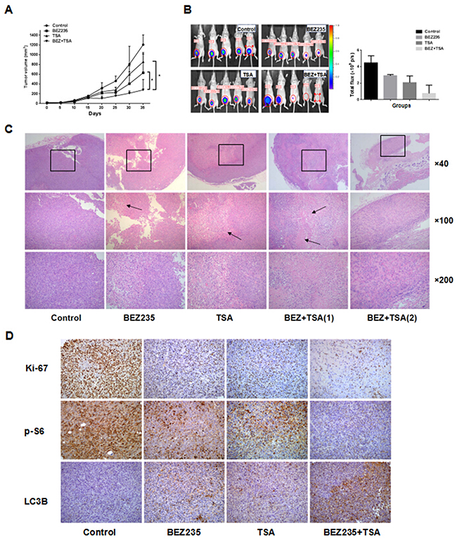 In vivo treatments of MDA-MB-231 xenografts.