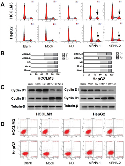 UHRF1 knockdown leads to cell cycle arrest, but does not induce apoptosis in HCC cells.