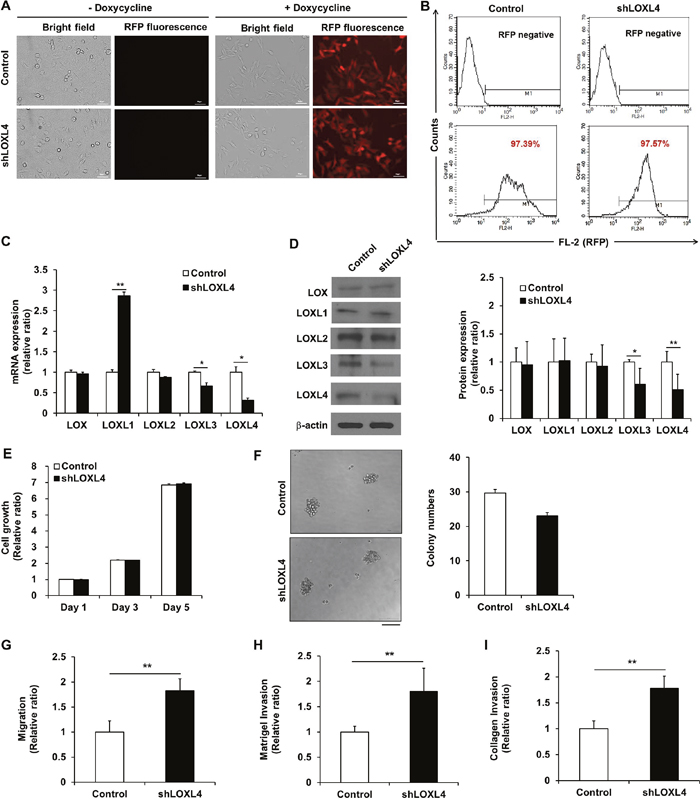 Establishment and characterization of LOXL4 knockdown MDA-MB-231 cells.