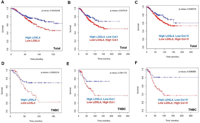 Kaplan-Meier plots of breast cancer patient survival based on LOXL4, collagen I, and collagen IV expression in the BreastMark dataset.