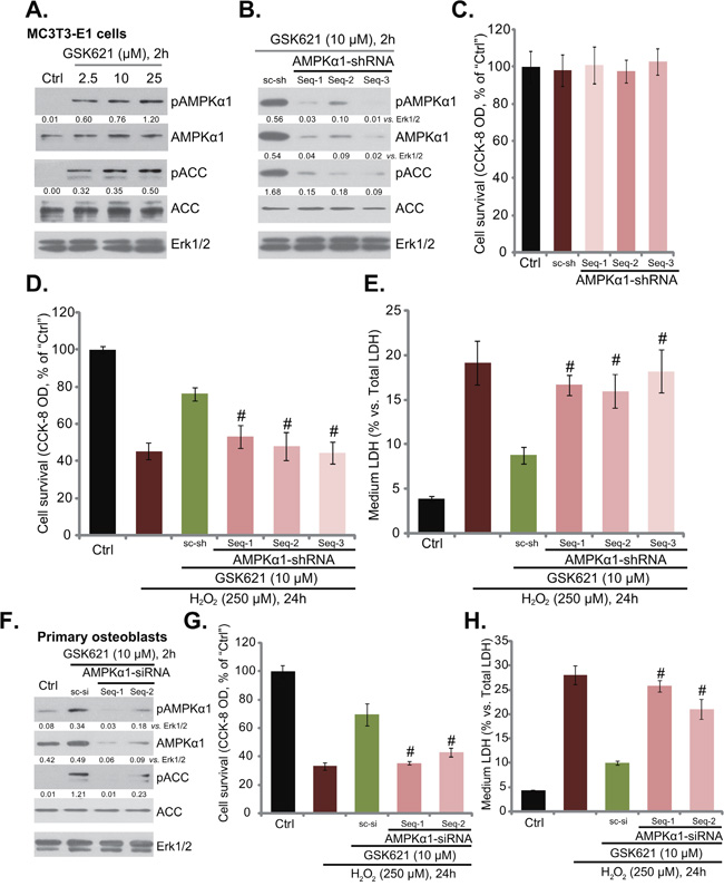 GSK621-mediated osteoblast cytoprotection requires AMPK activation.