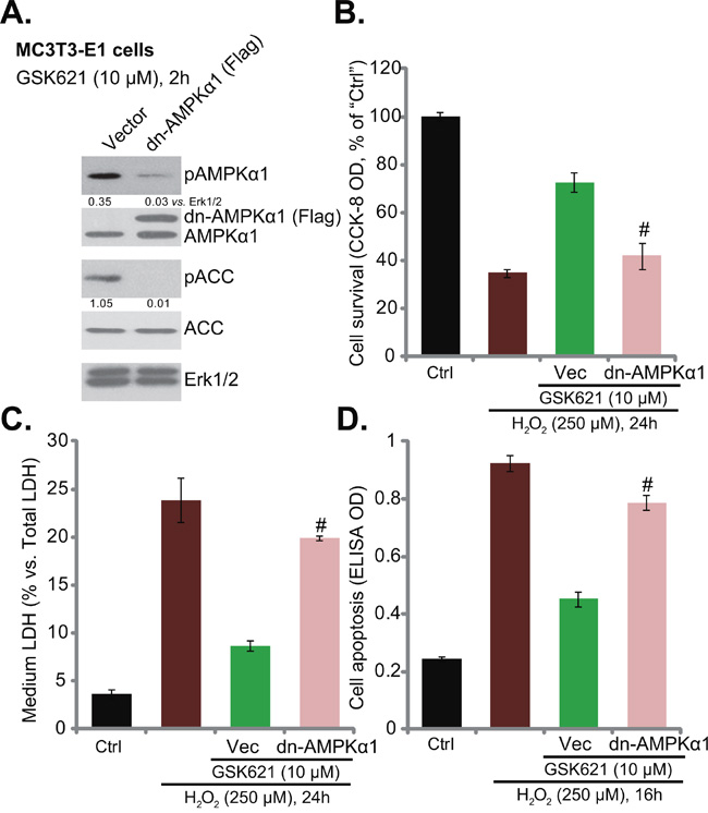 AMPK&#x03B1;1 dominant negative mutation abolishes GSK621-induced osteoblast cytoprotection.