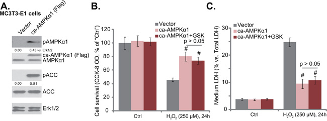 Forced-activation of AMPK protects osteoblasts from H2O2, taking over GSK621&#x2019;s actions.