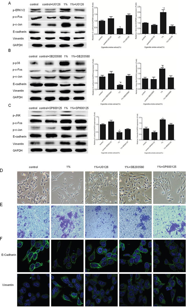 Inhibition of ERK1/2 and p38 attenuated CS-induced EMT in SV-HUC-1 cells.