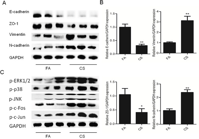 CS induced alterations of EMT markers in the bladder of mice exposed to CS for 12 weeks.