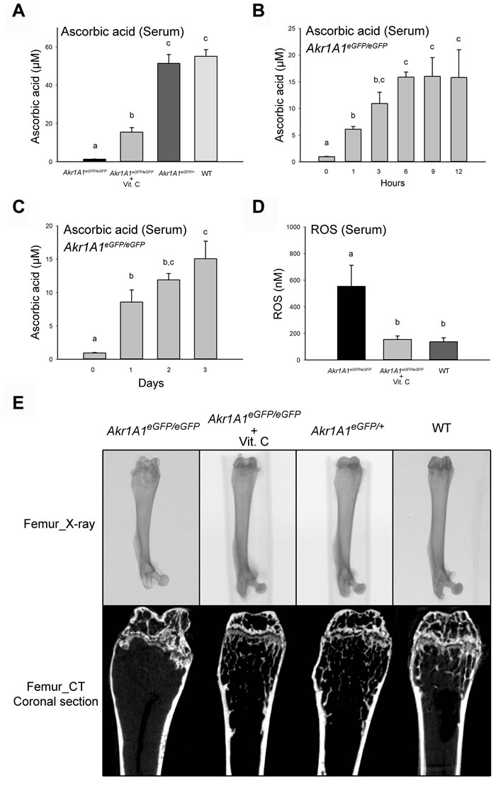 The absent of ascorbic acid, increased ROS and abnormal development of femurs in the Akr1A1 KO mice were prevented by ascorbic acid supplement.