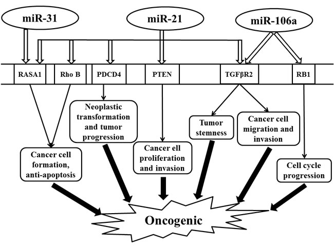 Schematic illustrating the oncogenic effect regulated by miR-31, miR-21, and miR-106a in colorectal cancer.