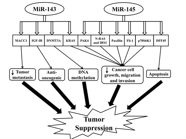 Schematic illustrating the tumor suppression effect regulated by miR-143 and miR-145 in colorectal cancer.