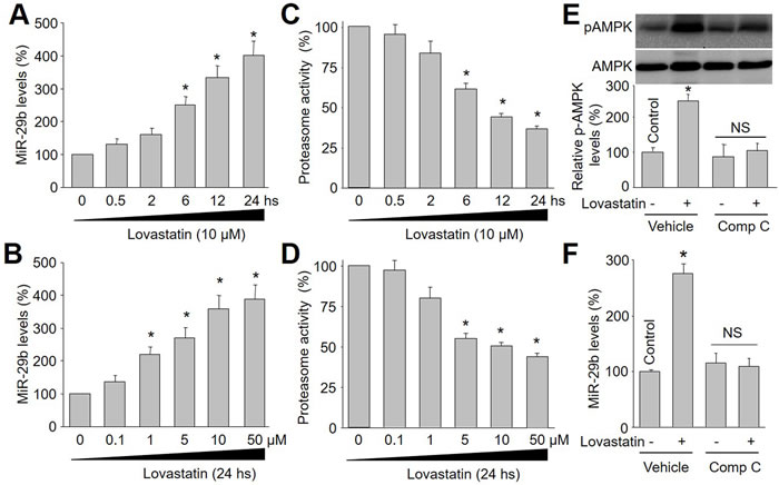 Lovastatin increases miR-29b expression and decreases proteasome activity in endothelial cells, which is in time/dose-dependent manner.