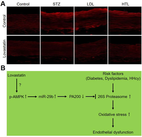 Lovastatin reduces ROS productions in models of diabetes, dyslipidemia, and hyperhomocysteinemia in rats.